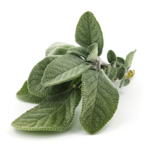 Šalavijo lapai (10 g.)